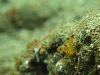 Picture of a fish on a reef. 