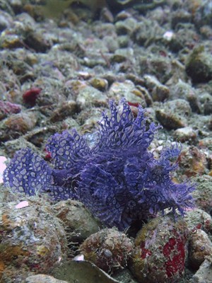 Picture of a purple fish. 