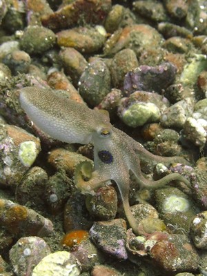 Picture of a cuttlefish on the ocean floor. 