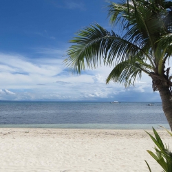 Picture of the ocean and beach in Malapascua, with a palm tree in the foreground. 