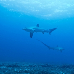 Picture of thresher sharks in the ocean in Malapascua. 