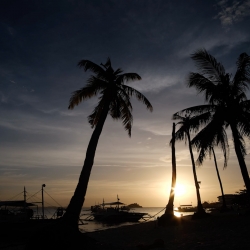 Picture of palm trees and a sunset on the beach in Malapascua. 