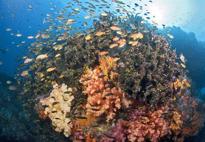 Picture of a colourful coral reef surrounded by shoals of fish. 