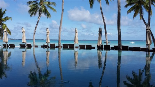 Picture of a swimming pool surrounded by palm trees, overlooking the ocean. 