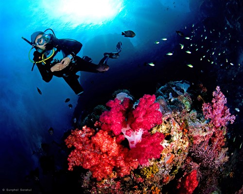 Picture of a scuba diver underwater, swimming over a colourful coral reef. 