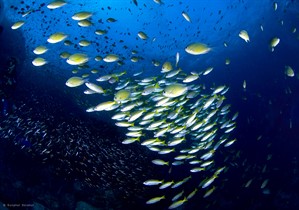 Picture of a shoal of fish in the ocean. 