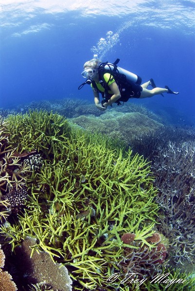 Picture of a diver in the ocean swimming over a coral reef. 