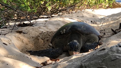 Picture of a turtle on a beach. 