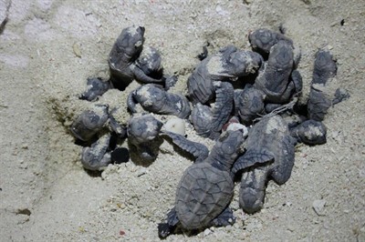 Picture of baby turtles in the sand. 