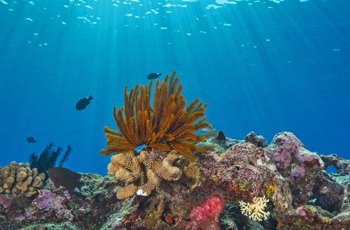 Picture of a coral reef. 