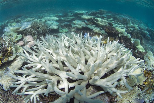 Picture of bleached coral in New Caledonia. 