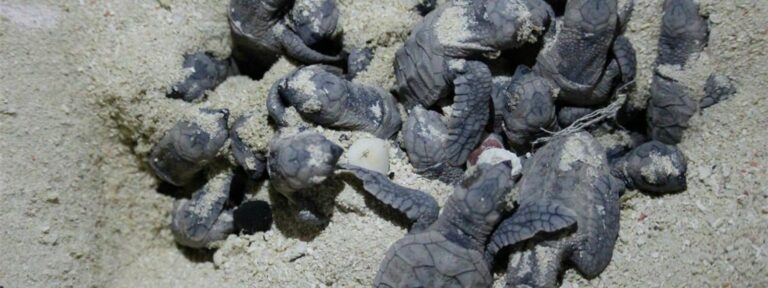 Picture of turtles on a beach.