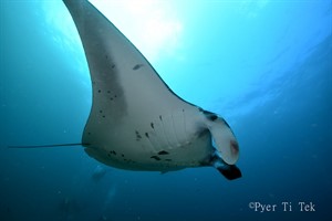 Picture of a manta ray in the ocean. 