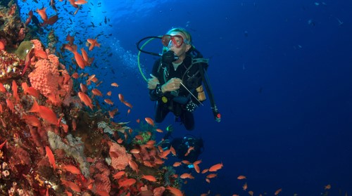 Picture of a diver in the ocean next to a coral reef with lots of fish. 