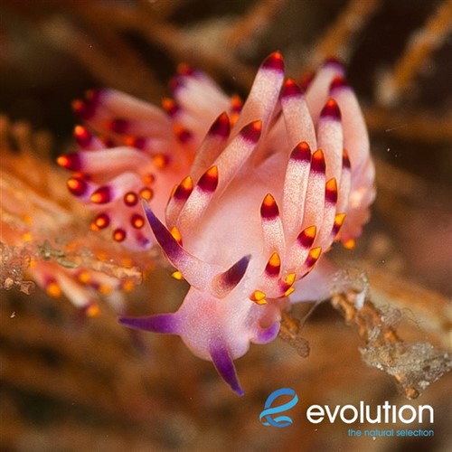 Picture of a sea slug. 