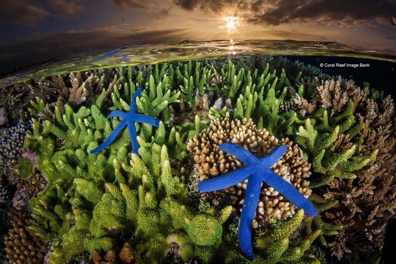 Picture of star fish on a coral reef. 