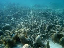 Picture of dead coral. 