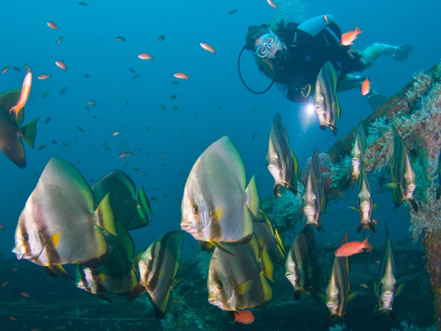 Picture of a scuba diver swimming over a coral reef, with a shoal of fish in the foreground. 