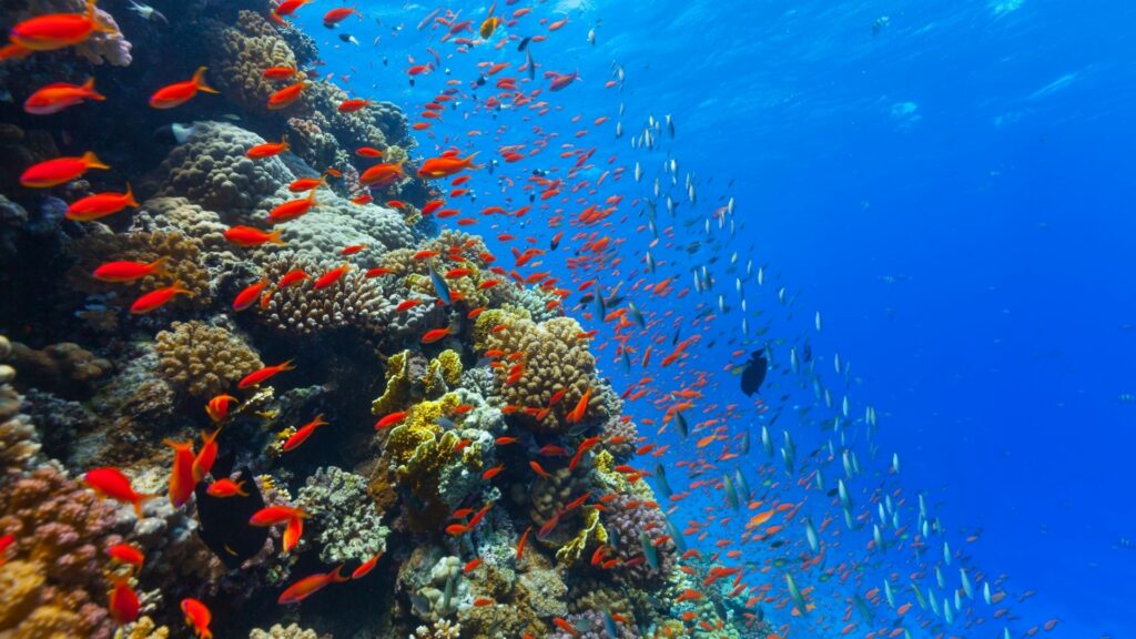 Diving Dos and Don'ts: Impact Of Scuba Diving On Coral Reefs – Green Fins