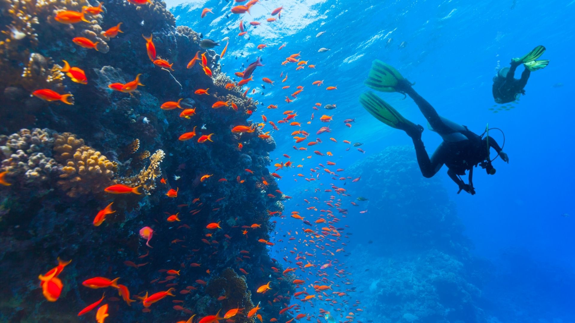 fishes and corals with two scuba divers