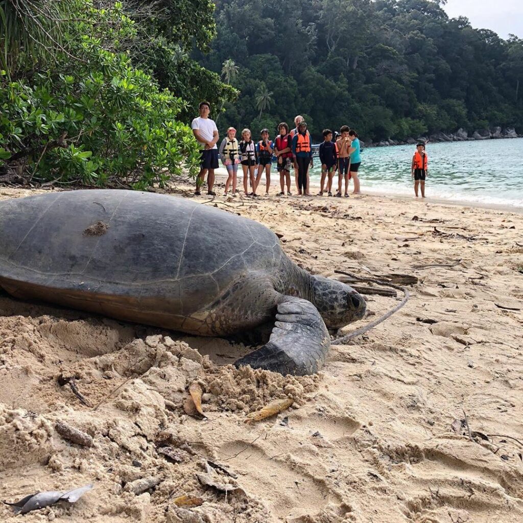 Photo of a turtle on the beach at Bubbles Dive Centre