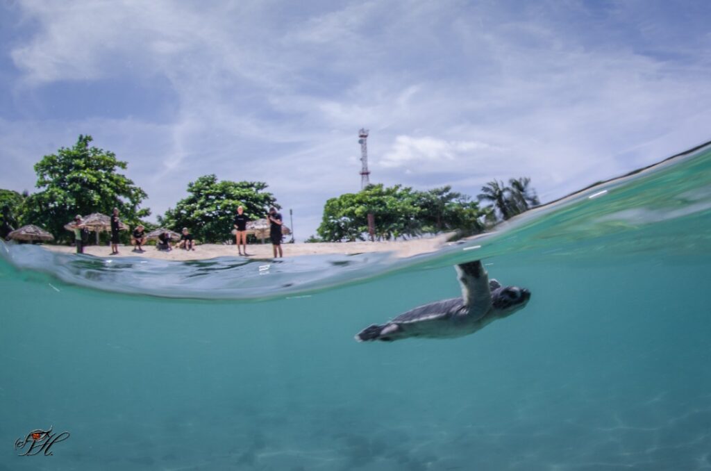 A green turtle hatchling after being released from the Mabul Turtle Hatchery, based at Scuba Junkie's Mabul Beach Resort. (Photo credit: Tino Herrman)