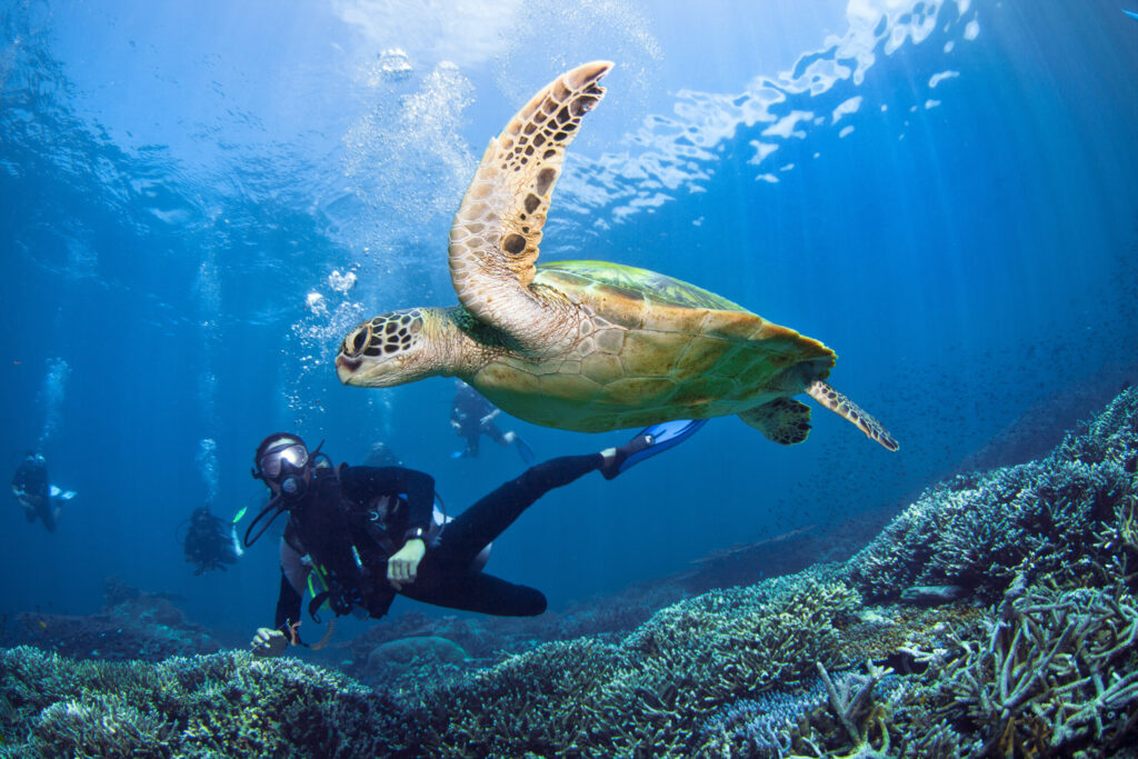 A Scuba Junkie dive guide under water with his guests watching a turtle (Photo credit: Scuba Junkie)