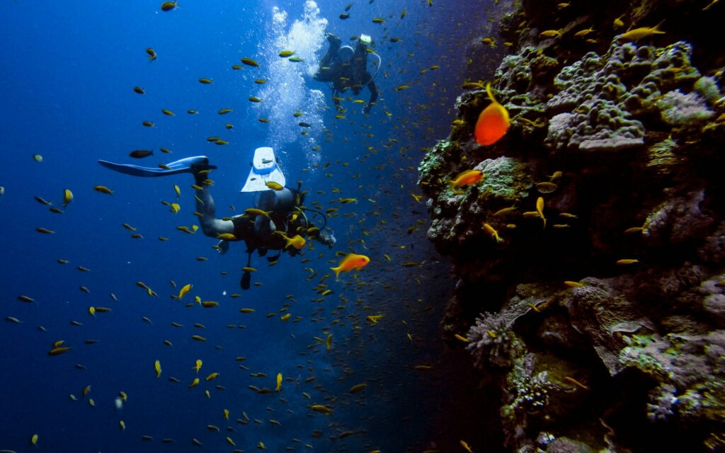 Photo of fish on coral reef with scuba diver in the background. Source: Unsplash