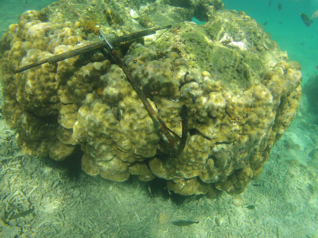 Photo of an anchor attached to a coral colony