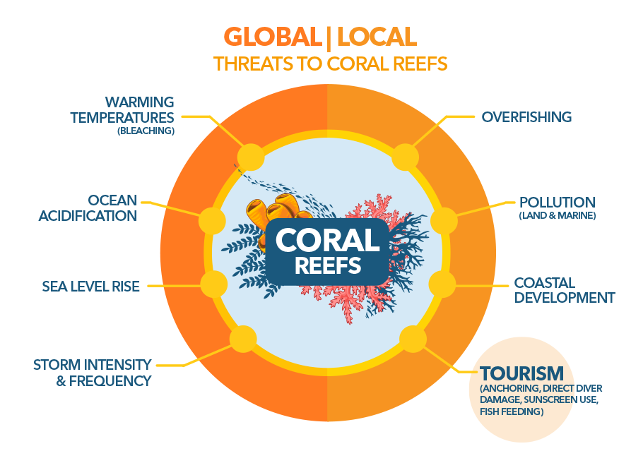 Coral Reefs and Tourism – Green Fins