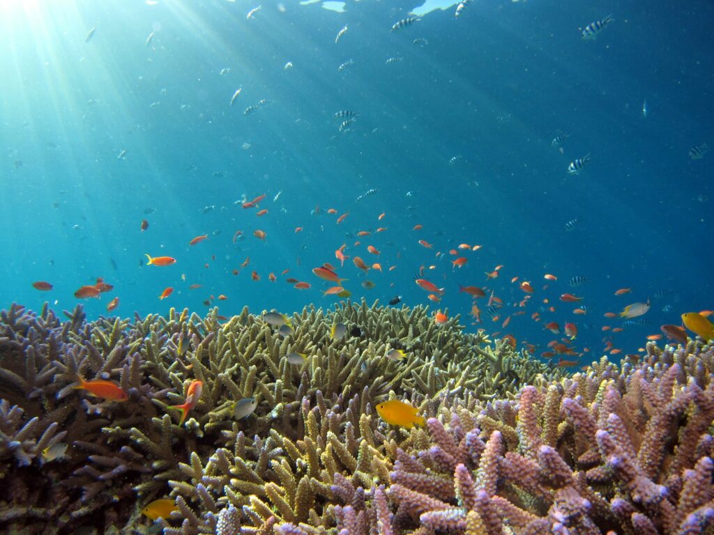 Beautiful reef and orange fish in Okinawa sea