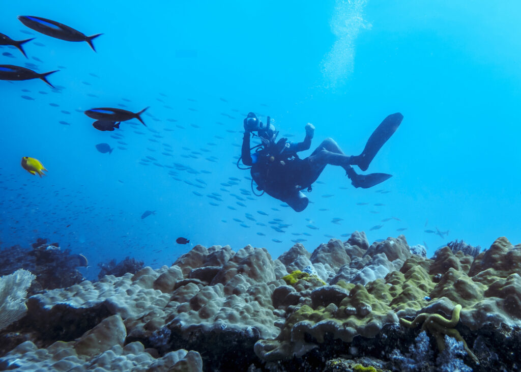 The diver above the surface of a coral reef in an incredible position taking pictures of the fish