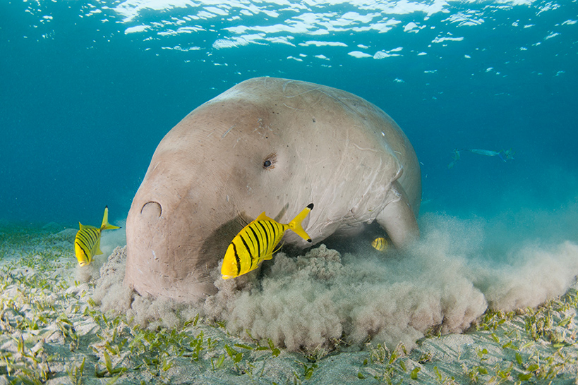 Dugong Eating Seagrass - Red Sea