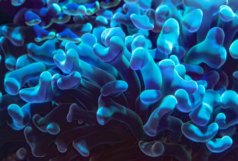 bioluminescent coral