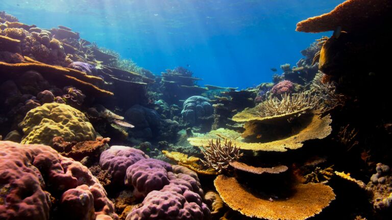 photo of coral reef