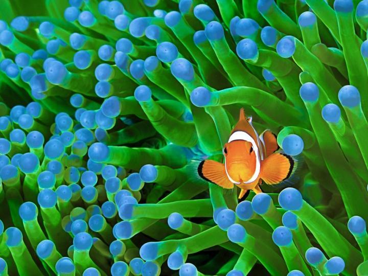 Clownfish in green anemone