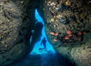 Sustainability chit-chat with Dive Rarotonga, the first Green Fins Digital Member in the Cook Islands