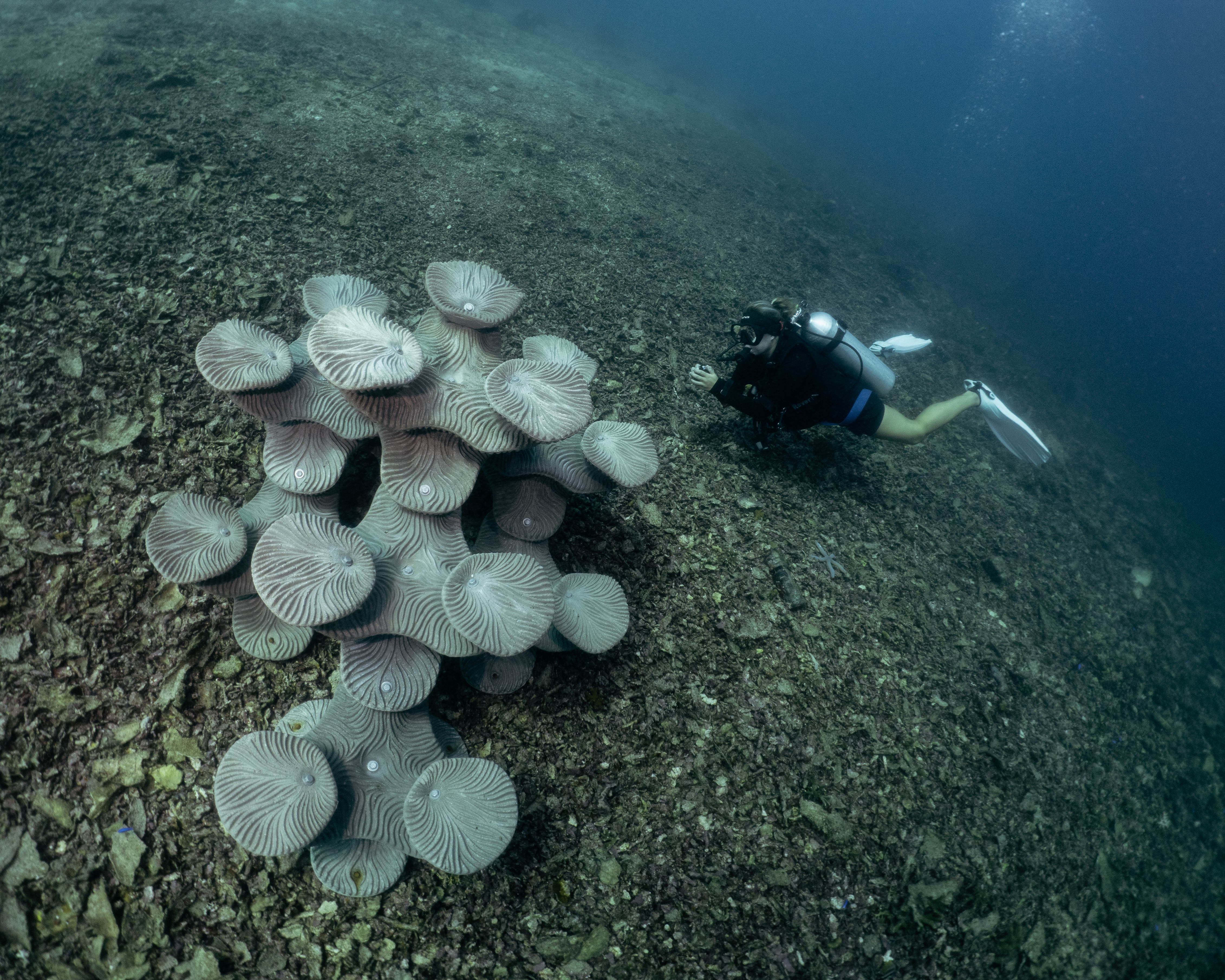 A circular artificial reef lays on top of a damaged reef. Scuba diver in trim position to the right
